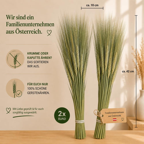 Getrocknete Gerste im Bund – Bild 2