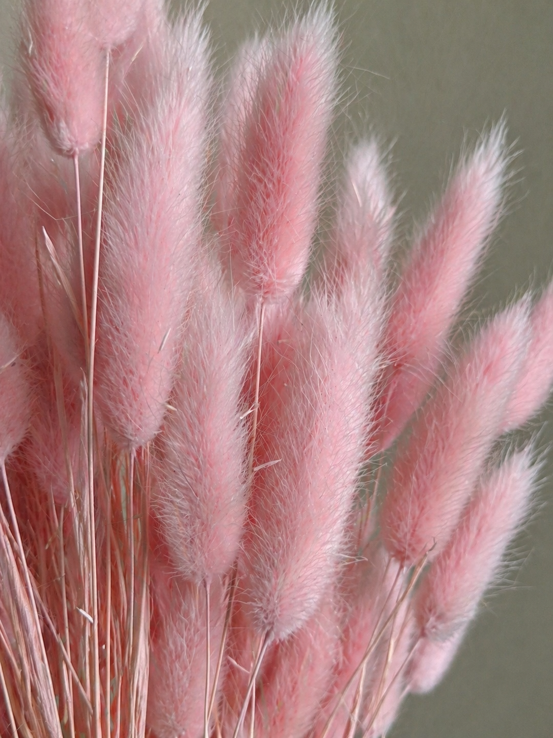 Lagurus rosa